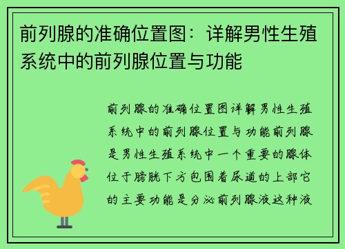 前列腺的准确位置图：详解男性生殖系统中的前列腺位置与功能